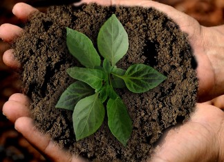 Już jutro w Parku Młodego Wrocławianina zasadzimy 200 drzew! W planach piknik i atrakcje dla wszystkich