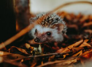 W trosce o małych przyjaciół – co zrobić gdy spotkasz jeża?