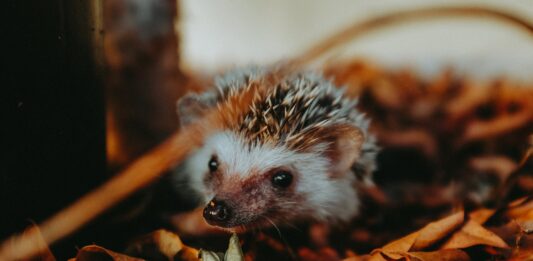 W trosce o małych przyjaciół – co zrobić gdy spotkasz jeża?