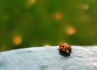 Biedronka azjatycka – naukowiec UPWr o tym, czy jest się czego bać