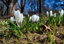 5 miejsc, które trzeba odwiedzić wiosną we Wrocławiu