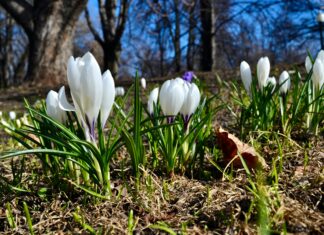 5 miejsc, które trzeba odwiedzić wiosną we Wrocławiu