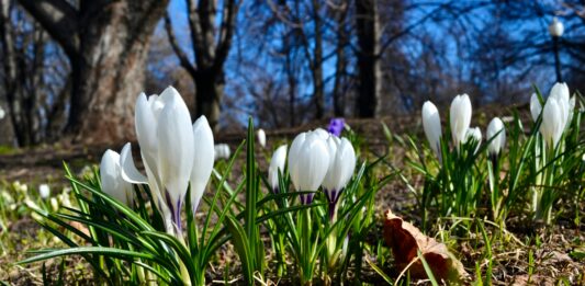 5 miejsc, które trzeba odwiedzić wiosną we Wrocławiu