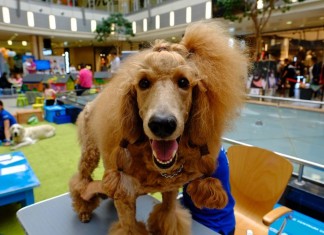 Z psem na zakupy? To nie problem! Pasaż Grunwaldzki przyjazny czworonogom