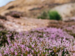 Najpiękniejsze parki krajobrazowe na Dolnym Śląsku cz.3