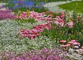 Łąka kwietna przed Capitolem – zasiej ją wspólnie z innymi już dziś!