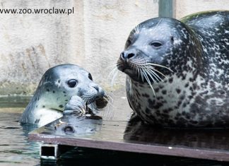 Nowi mieszkańcy we Wrocławskim ZOO