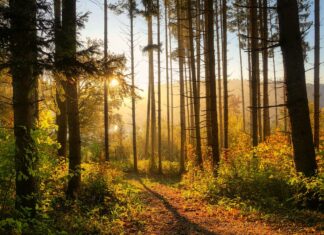 Jesień coraz bliżej. Kiedy jest pierwszy dzień jesieni? Jakie typy jesieni rozróżniamy? Na zdjęciu jesienny las /Pixabay