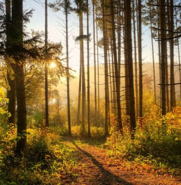 Jesień coraz bliżej. Kiedy jest pierwszy dzień jesieni? Jakie typy jesieni rozróżniamy? Na zdjęciu jesienny las /Pixabay