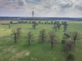 Nowe wrocławskie pomniki przyrody. To m.in. grupa 10 dębów na polach irygacyjnych