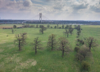 Nowe wrocławskie pomniki przyrody. To m.in. grupa 10 dębów na polach irygacyjnych