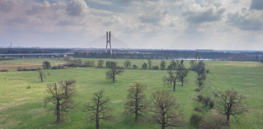 Nowe wrocławskie pomniki przyrody. To m.in. grupa 10 dębów na polach irygacyjnych