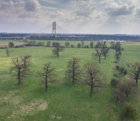 Nowe wrocławskie pomniki przyrody. To m.in. grupa 10 dębów na polach irygacyjnych