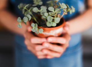 Sobota z Zielonym Wrocławiem – zamień elektrośmieci na roślinki!