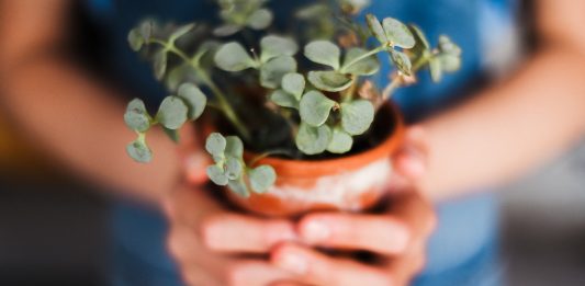 Sobota z Zielonym Wrocławiem – zamień elektrośmieci na roślinki!