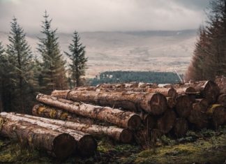 Buk za buka, dąb z dąb. Wrocławska firma stolarska sadzi drzewa, za wykorzystane surowce!