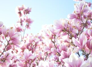 Wrocław: Otwarcie sezonu w Ogrodzie Botanicznym! Wiosna w ogrodzie i Festiwal Magnolii