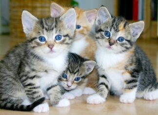 Koci Zakątek, czyli nie pytaj, co kot może zrobić dla ciebie, ale co ty możesz zrobić dla kota