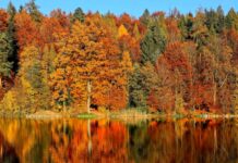 Gdzie na jesienny wypad na Dolnym Śląsku? Sprawdź, nasze propozycje! Na zdjęciu jesienny las