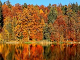 Gdzie na jesienny wypad na Dolnym Śląsku? Sprawdź, nasze propozycje! Na zdjęciu jesienny las