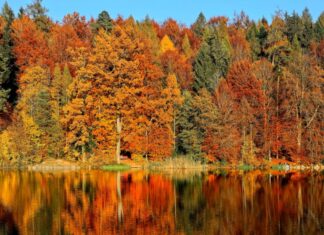 Gdzie na jesienny wypad na Dolnym Śląsku? Sprawdź, nasze propozycje! Na zdjęciu jesienny las