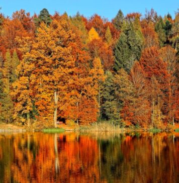 Gdzie na jesienny wypad na Dolnym Śląsku? Sprawdź, nasze propozycje! Na zdjęciu jesienny las