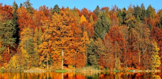 Gdzie na jesienny wypad na Dolnym Śląsku? Sprawdź, nasze propozycje! Na zdjęciu jesienny las