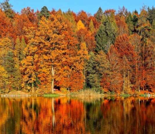 Gdzie na jesienny wypad na Dolnym Śląsku? Sprawdź, nasze propozycje! Na zdjęciu jesienny las