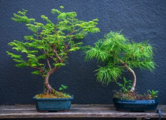 Wymień elektrośmieci na zielone drzewko! Ekologiczna akcja w Galerii Dominikańskiej już 29 kwietnia