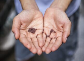 Wrocław: Uniwersytet Przyrodniczy organizuje zbiórkę nasion warzyw dla Ukrainy