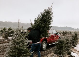Co zrobić z choinką po Świętach? Poradnik dla mieszkańców