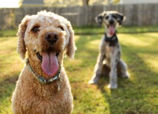Psi Piknik na Przedmieściu Oławskim. Bezpłatne atrakcje dla psów i ich opiekunów