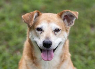 Hurra, w końcu Dzień Psa! Schronisko dla Bezdomnych Zwierząt we Wrocławiu zaprasza