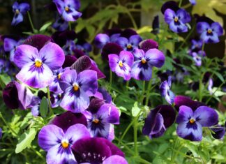 Kwiaty za Elektrograty – odbierz bratki za elektrośmieci