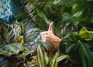 Zielony Piknik w Parku Tysiąclecia – odbierz rośliny za elektrośmieci!