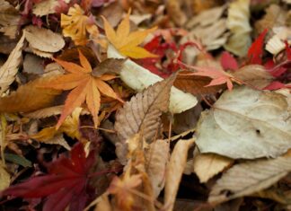 Grabić, czy nie grabić liście jesienią? Naukowiec z Uniwersytetu Przyrodniczego we Wrocławiu odpowiada