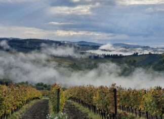 Przymrozki na Dolnym Śląsku – ogromna katastrofa w Winnicach