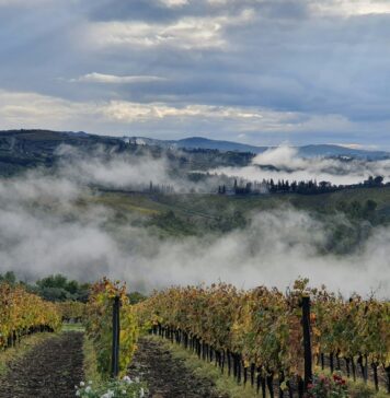 Przymrozki na Dolnym Śląsku – ogromna katastrofa w Winnicach