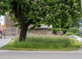 EKOszenie we Wrocławiu: Jak Zarząd Zieleni Miejskiej Zmienia Podejście do Pielęgnacji Trawników