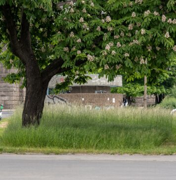EKOszenie we Wrocławiu: Jak Zarząd Zieleni Miejskiej Zmienia Podejście do Pielęgnacji Trawników