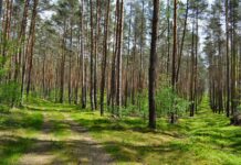 Gdzie na zielony spacer we Wrocławiu? Sprawdź, atrakcje we wrocławskich lasach! Na zdjęciu leśnca ścieżka