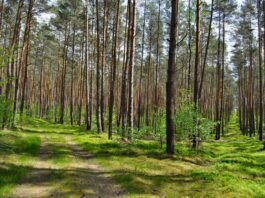 Gdzie na zielony spacer we Wrocławiu? Sprawdź, atrakcje we wrocławskich lasach! Na zdjęciu leśnca ścieżka