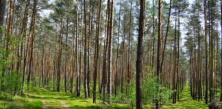 Gdzie na zielony spacer we Wrocławiu? Sprawdź, atrakcje we wrocławskich lasach! Na zdjęciu leśnca ścieżka