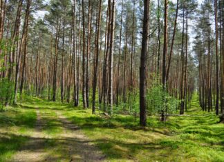 Gdzie na zielony spacer we Wrocławiu? Sprawdź, atrakcje we wrocławskich lasach! Na zdjęciu leśnca ścieżka