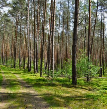 Gdzie na zielony spacer we Wrocławiu? Sprawdź, atrakcje we wrocławskich lasach! Na zdjęciu leśnca ścieżka