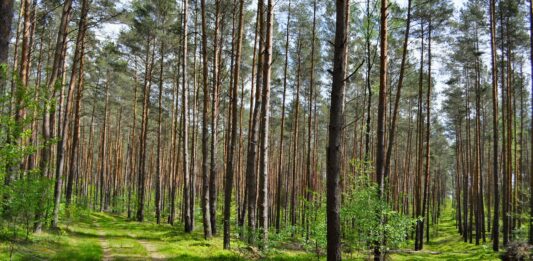 Gdzie na zielony spacer we Wrocławiu? Sprawdź, atrakcje we wrocławskich lasach! Na zdjęciu leśnca ścieżka