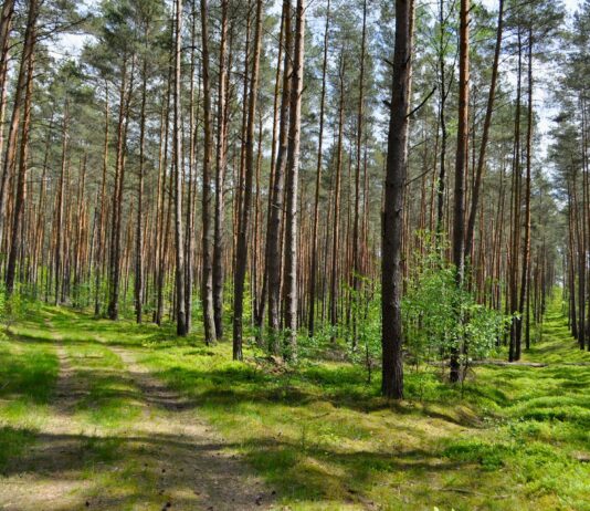 Gdzie na zielony spacer we Wrocławiu? Sprawdź, atrakcje we wrocławskich lasach! Na zdjęciu leśnca ścieżka