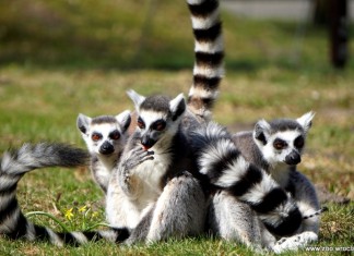 We wrocławskim ZOO urodziło się 6 lemurów!