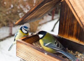 Czy i jak dokarmiać ptaki oraz zwierzęta leśne zimą?