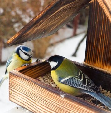 Czy i jak dokarmiać ptaki oraz zwierzęta leśne zimą?